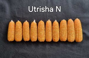 Manejo biológico auxilia produtor de milho a produzir 11 sacas a mais na safrinha