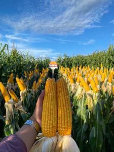 Para safra de milho 24/25, agricultores devem apostar em híbridos com tecnologias e características desenvolvidas para cada região