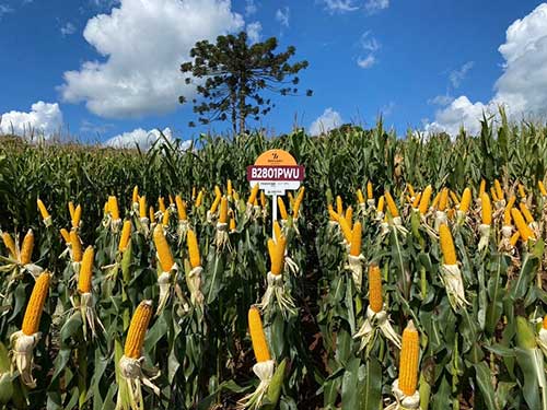 Para safra de milho 24/25, agricultores devem apostar em híbridos com tecnologias e características desenvolvidas para cada região
