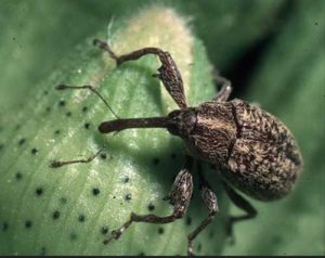 Aumento da população do bicudo-do-algodeiro coloca próxima safra em alerta