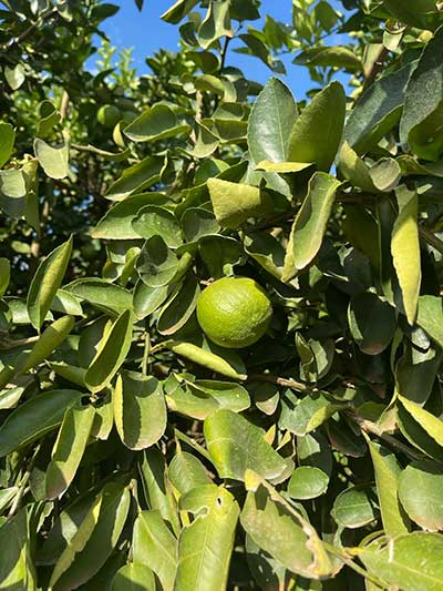 Frutas Katira busca a liderança no mercado nacional de limão tahiti e tem planos para a exportação Frutas Katira busca a liderança no mercado nacional de limão tahiti e tem planos para a exportação