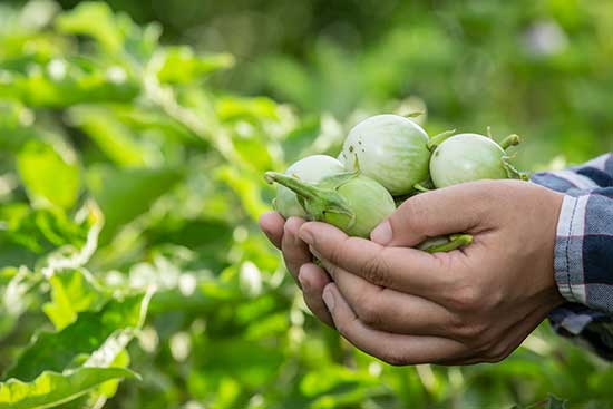 Verba de R$ 40 milhões destinada aos produtores impulsiona agricultura sustentável