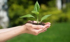 Agricultura regenerativa, biológicos e protagonismo brasileiro na produção sustentável de alimentos