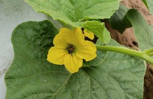 Apicultura favorece maior produtividade e conformidade de melões e melancias