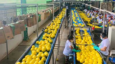 Apicultura favorece maior produtividade e conformidade de melões e melancias