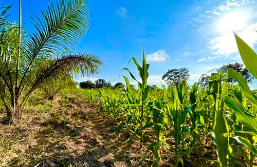 Macaúba pode ser aposta ecologicamente sustentável para gorduras industriais