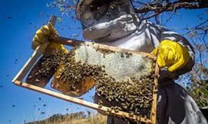 Seleção Genética de Abelha Rainha faz dobrar a produção