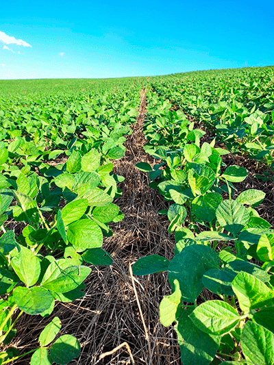  Distribuição de raízes e qualidade do solo impactam diretamente a produtividade do milho e da soja