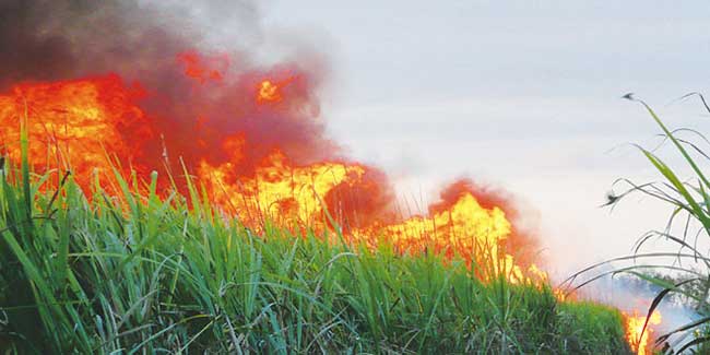  ORPLANA atualiza impacto dos incêndios para 414 mil hectares de cana em todo Brasil