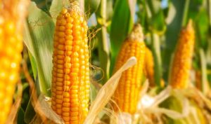 Controle de plantas invasoras: a chave para maximizar a produtividade do milho safrinha