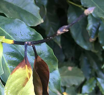 Controle adequado da mancha-de-phoma ajuda a manter o café como pilar econômico do agronegócio brasileiro 
