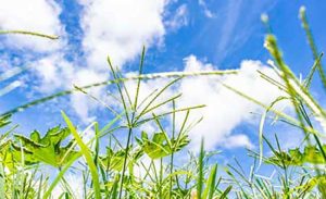 Desafios e soluções na cultura da soja no Brasil