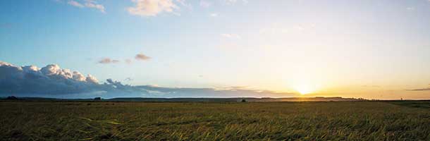 RiceTec anuncia José Plaza Delestre como novo diretor comercial para o Brasil e Mercosul