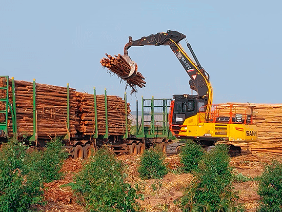Carregamento de madeira impulsiona eficiência no setor florestal brasileiro