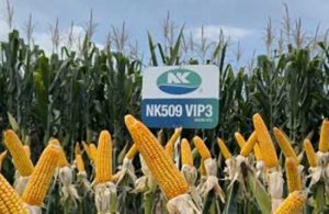 Tecnologia e alta performance: híbridos de milho da Sementes NK apresentam bom desempenho em ensaios e rankings de produtividade