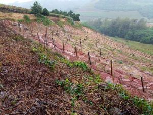 Produtores gaúchos apostam em fertilizantes organominerais para restaurar o solo após as enchentes