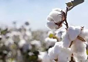 Qualidade aprimorada da fibra confere novos mercados ao algodão e Brasil se estabelece como líder global