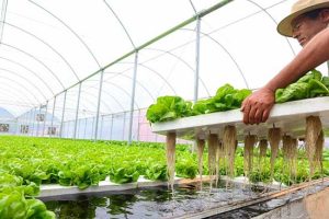 Verdureira aposta em tecnologia para reduzir desperdício de alimentos