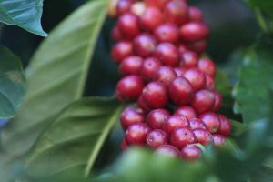 Yara lança plataforma que mensura a sustentabilidade na produção do café