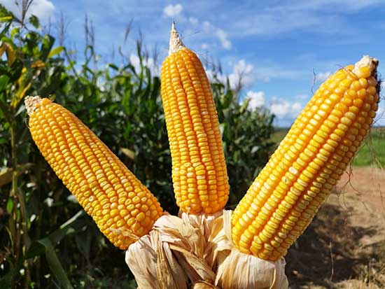  Parceria exclusiva entre Gran e AgroAcesso desenvolve novo híbrido de milho com alto potencial produtivo e resistência a pragas