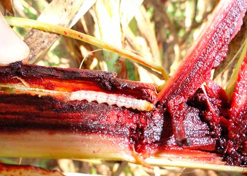 Broca-da-cana-de-açúcar é praga silenciosa da cultura do sorgo