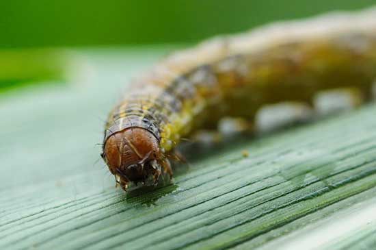 Infestação simultânea de lagartas e percevejos cresce na sojicultura