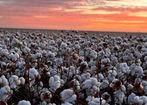 Diversidade de biotecnologias, homenagens e inovação serão destaques da Girassol Agrícola no 14º CBA