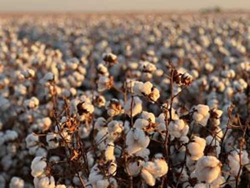Diversidade de biotecnologias, homenagens e inovação serão destaques da Girassol Agrícola no 14º CBA