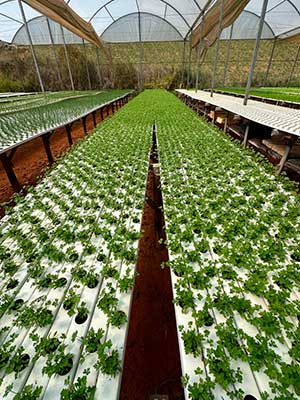 Isla participa de Encontro de Hidroponia em Santa Catarina