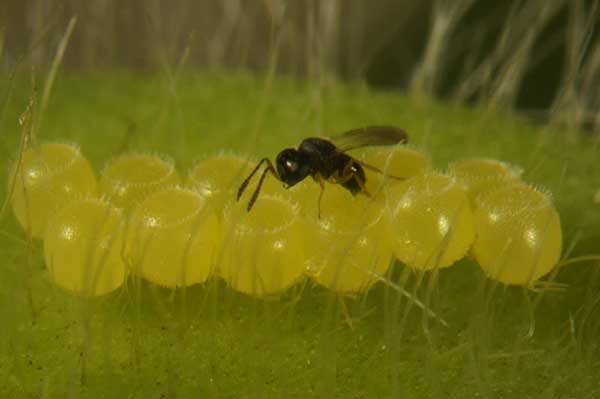  Nitro destaca soluções inovadoras em biocontrole de pragas no Congresso Brasileiro de Entomologia 2024