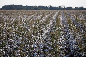 14° CONGRESSO BRASILEIRO DO ALGODÃO: Fortalecendo sua presença no Brasil, Rainbow Agro confirma participação no 14º Congresso Brasileiro do Algodão
