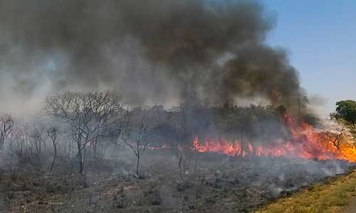 Desmatamento do Cerrado emitiu 135 milhões de toneladas de CO2 desde o início de 2023