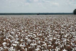Yara leva ao Congresso Brasileiro do Algodão tecnologias para aumentar a produtividade e reduzir a pegada de carbono na cotonicultura
