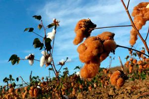 Setor comemora nesta segunda-feira (07/10), o Dia Mundial do Algodão; produção da fibra colorida é opção sustentável para a indústria têxtil Com foco na agricultura sustentável, produtores paulistas apostam em soluções para preservação do meio ambiente, como a produção do algodão colorido, que não necessita de corantes. A fibra, que pode ser misturada a outras variedades para obter diferentes tonalidades, garante uma economia de até 80% de água e ainda evita contaminantes ambientais. Atualmente, o fio produzido pelo agro é a principal matéria-prima de 54% dos tecidos utilizados pela indústria têxtil nacional. A alta da fibra no mercado da moda aconteceu após o movimento “Sou de Algodão”, em 2016, criado para unir agentes da cadeia produtiva. A campanha ganhou força com a entrada de 1140 marcas varejistas e 67 estilistas, colocando o fio como protagonista do São Paulo Fashion Week, daquele ano. Mas, em 2019, o setor teve o seu valor reconhecido pela Organização das Nações Unidas para a Alimentação e a Agricultura (FAO), que instituiu o dia 7 de outubro, como o Dia Mundial do Algodão, a data foi criada com o propósito de conscientizar a comunidade internacional sobre a contribuição da cotonicultura para a economia de muitos países emergentes e de baixa renda. Em Riolândia, o engenheiro agrônomo Diogo Lemos, cultiva algodão marrom e tem como principal comprador a indústria têxtil, que por sua vez, produz o fio para confecção de malhas e decoração de grandes marcas nacionais e internacionais do ramo da moda. Entre as empresas que compram de Lemos, a Bercamp, localizada em Jundiaí, que produz cortinas, tecidos para sofá e camisetas, entre elas, uma malha ecológica de uma marca brasileira com 200 lojas físicas e que as comercializa mundialmente. “Para manter nossa competitividade no mercado, fazemos estudos de melhoramento, que buscam selecionar características e estabelecer padrões que atendam às demandas da cadeia produtiva, como o aumento de produtividade e qualidade, adaptação ambiental e resistência a pragas e doenças”, explica o engenheiro agrônomo. Para ser rentável, a produção de algodão colorido requer demanda, pois a cultivar necessita de manejo constante. Além disso, a fibra precisa atender às expectativas dos segmentos da cadeia produtiva, com características específicas de qualidade e uniformes para permitir o maior rendimento das máquinas com o menor custo. Segundo dados do Instituto de Economia Agrícola (IEA-APTA), ligado à Secretaria de Agricultura de São Paulo, a área estimada na safra 2023/24 é de aproximadamente 11,61 mil hectares, protagonizados pelas regiões de Avaré, Votuporanga e Itapeva, representando 72,7% do total do estado. Edivaldo Cia é engenheiro agrônomo aposentado e presta serviço voluntário no âmbito da fibra colorida, no Instituto Agronômico de Campinas (IAC). Segundo ele, o estudo de melhoramento do algodão colorido iniciou há pelo menos 20 anos, com o surgimento da variedade marrom, que atualmente é a mais procurada no mercado, devido à sua produtividade e a qualidade superior a outras variedades. “Hoje existem pesquisas para obter novas cores, principalmente na tonalidade verde, marrom clara, rubi, entre outras opções de coloração”, aponta. A produtividade do algodão colorido no campo é aproximadamente 20% inferior ao tradicional, mas com preço para revenda quase duas vezes maior, o que torna a fibra atrativa para o produtor. Edivaldo explica que o Estado de São Paulo tem potencial para expandir a atividade. A demanda nós podemos atender, o que falta é a procura da indústria por opções como essa”, explica. Por Caroline Guimarães MTB: 0091806/SP