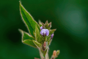 Boas práticas agrícolas podem mitigar risco de morte de polinizadores durante florada da soja