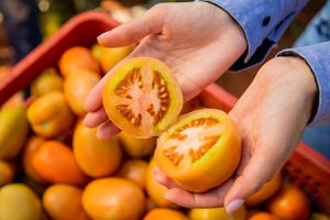 Efeito La Niña pode aumentar a incidência de mosca-branca no cultivo do tomate