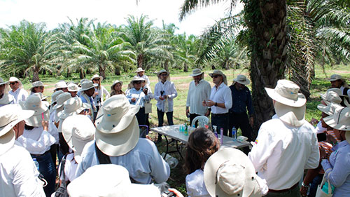 BASF e Solidaridad se unem para fortalecer cadeia de suprimentos de óleo de palma sustentável na Colômbia