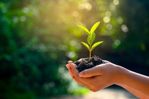 Sobre o tempo de plantar e o tempo de colher