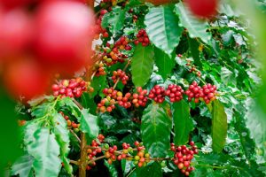 Governo de SP lança programa de incentivo à produção de Café Canephora