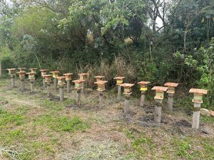 EDP multiplica abelhas nativas em usina solar em Roseira