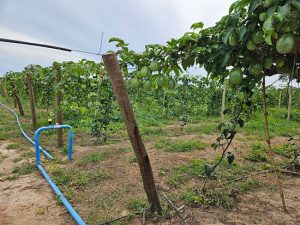 Fruticultura Irrigada é um importante vetor de desenvolvimento regional e inclusão socioprodutiva