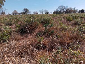 Pesquisa destaca como práticas agrícolas sustentáveis mantêm a porosidade do solo no Cerrado