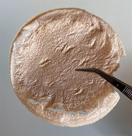 Embrapii apoia criação de utensílios biodegradáveis a partir da mandioca