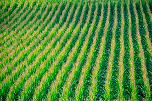 Setores do Agronegócio e Mineração devem ser impulsionados pelo crescimento econômico em cenário promissor, analisa economista Fabio Ongaro