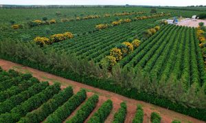 O que esperar da cafeicultura nos próximos anos