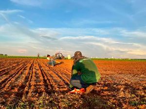 Mais de 150 dias sem chuva no MT Seca extrema no estado afeta plantio de soja e compromete a safra de algodão