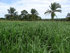 A qualidade do capim é tão importante quanto o aumento da disponibilidade de massa seca