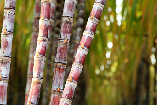 Artigo: o que agricultor precisa saber sobre a cigarrinha-da-cana e seu controle