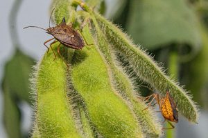 Novo bioinsumo à base de vespa parasitoide é lançado para controle do percevejo nas lavouras de soja