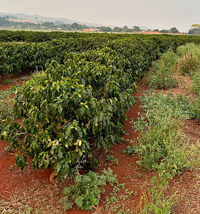 MaxiSolo leva fertilizante inteligente para produtores de café, citros e cana de açúcar no Sudeste do país